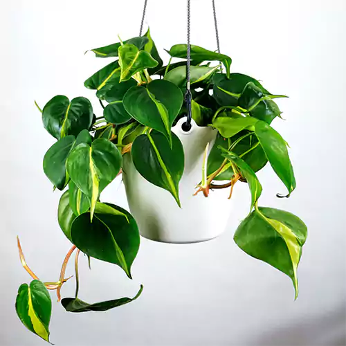 Buy Philodendron Brasil - Lalit Enterprise