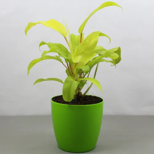 philodendron ceylon golden plant Philodendron Lemon Lime | Ceylon Golden