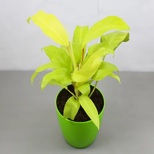 Buy Ceylon Golden Plant - Lalit Enterprise
