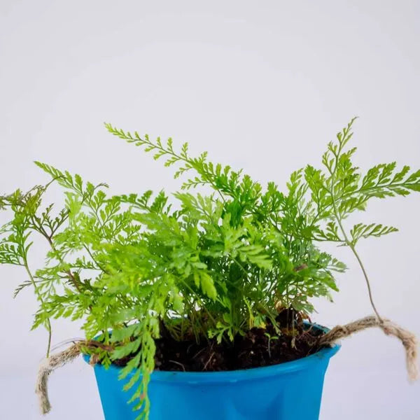 Buy Davallia Fejeensis Plant - Lalit Enterprise