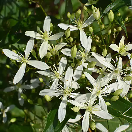 Buy Clematis Ligusticifolia Plant - Lalit Enterprise