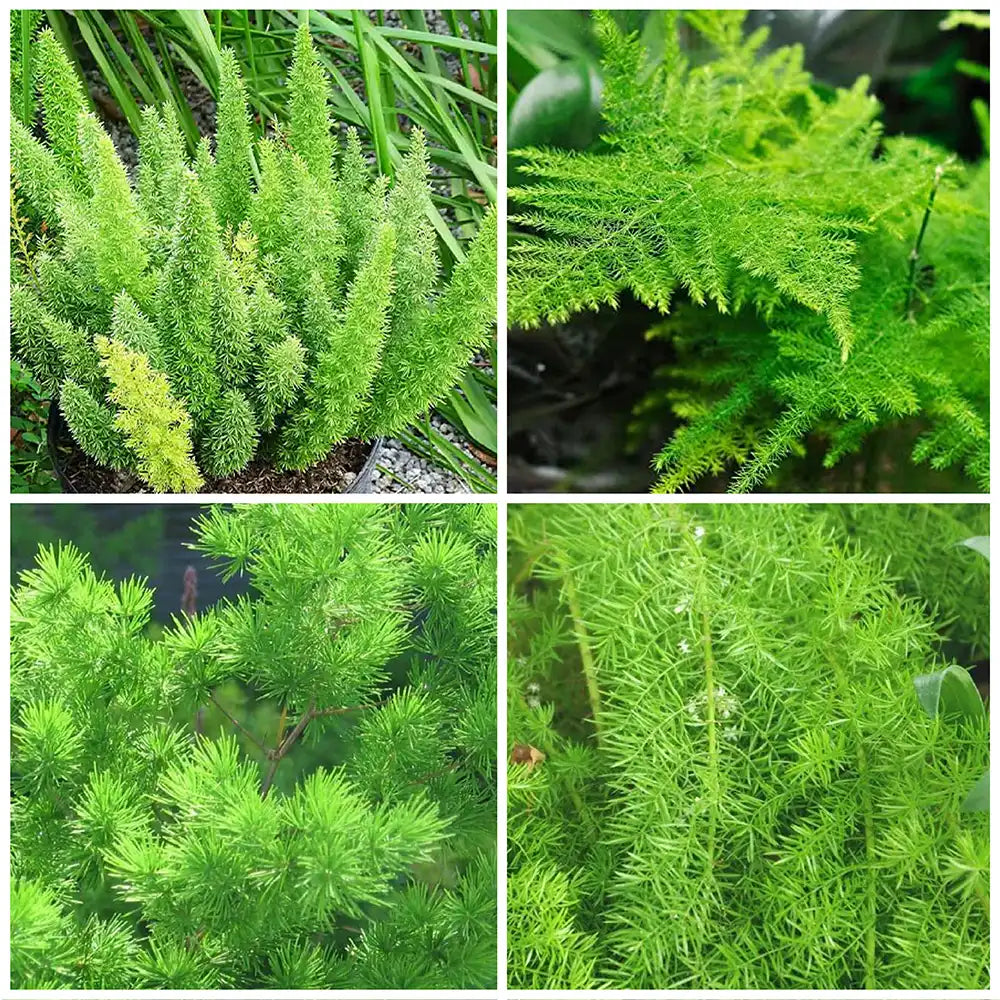 Pack of 4 Best Asparagus Fern Plants