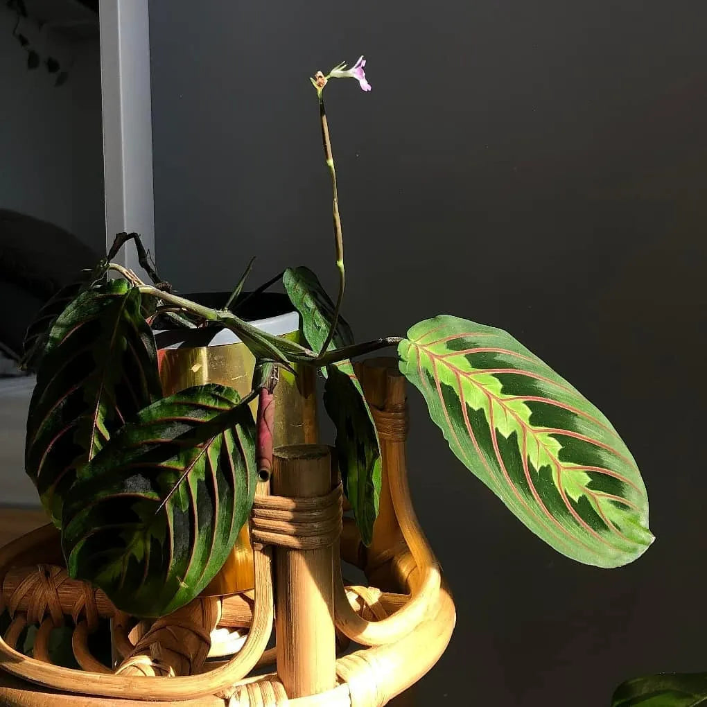 red prayer plant flowering Maranta Leuconeura Erythroneura (Red Prayer)