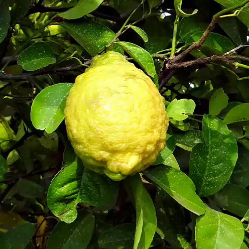 Citrus Jambhiri - Plant