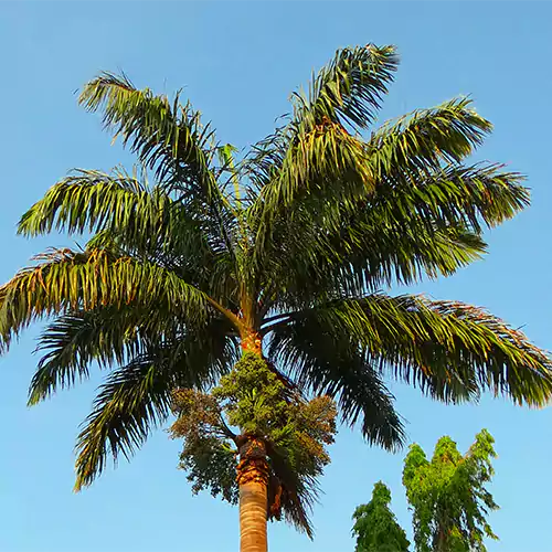 Pack of 7 Landscaping Palm Plant