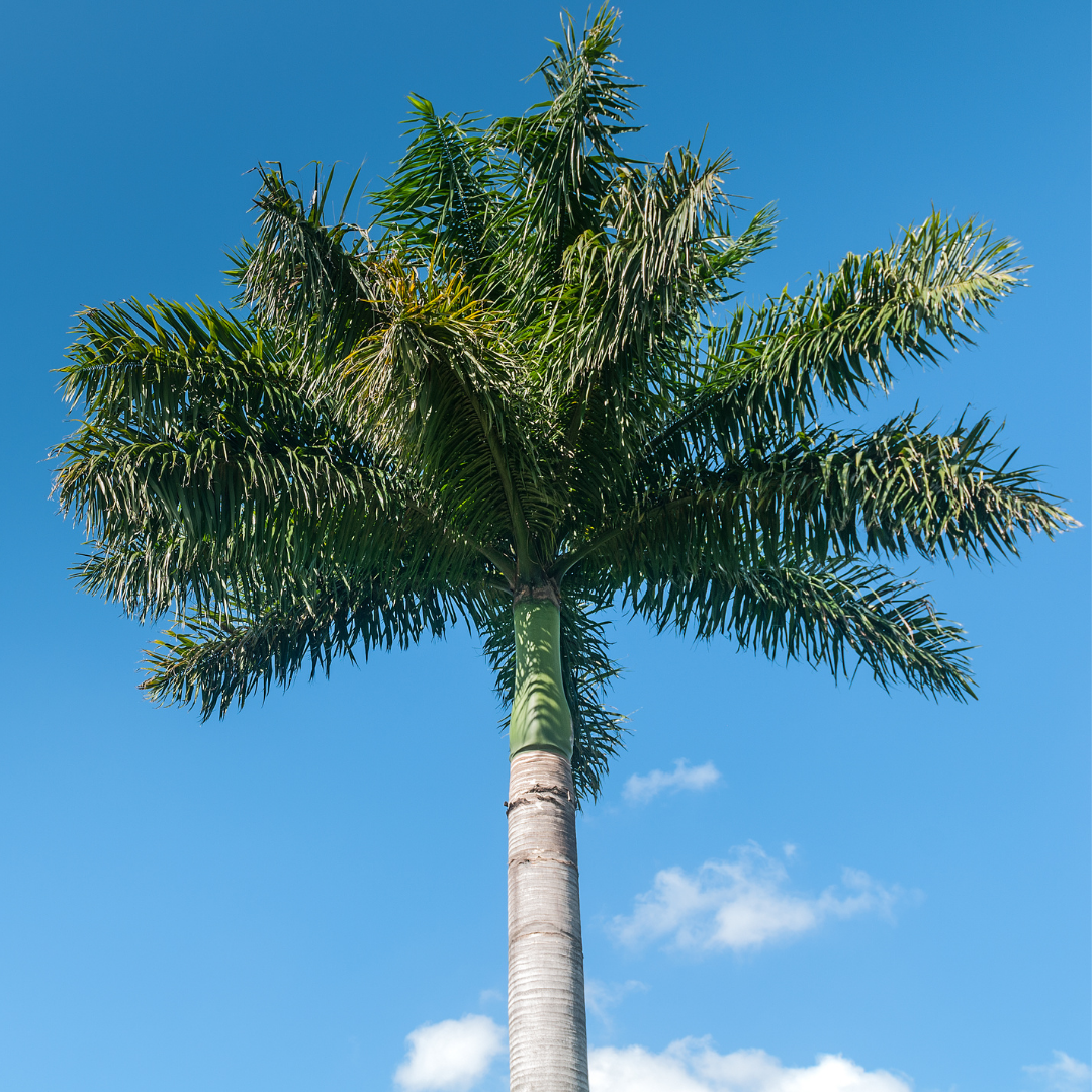 royal palm plant price Royal Bottle Palm (Roystonea Regia)