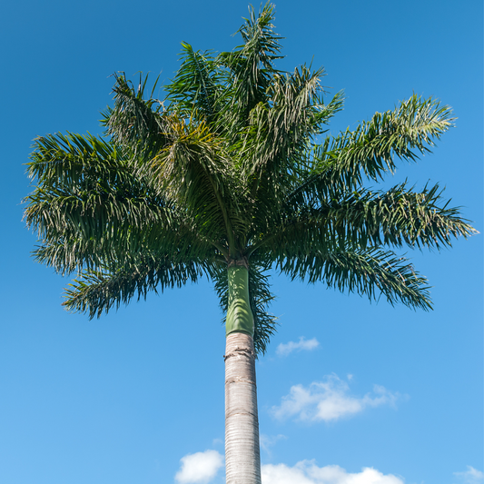 Buy Royal Bottle Palm - Lalit Enterprise