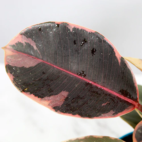 Buy Ficus Elastica Ruby – Rubber Plant Online at Lalitenterprise