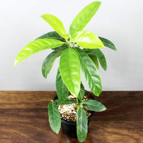 Buy Rudraksha (Elaeocarpus Angustifolius) - Plant Online at Lalitenterprise