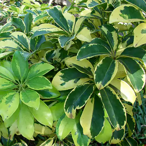 Buy Golden Schefflera Plant - Lalit Enterprise