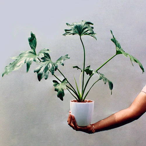 Buy Philodendron Bipinnatifidum - Lalit Enterprise