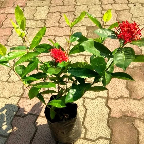 Buy Ixora Coccinea "Singapuri Ixora" - Plant online at Lalitenterprise