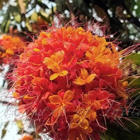 Buy Sita Ashok (Saraca Asoca) - Plant Online at Lalitentrprise