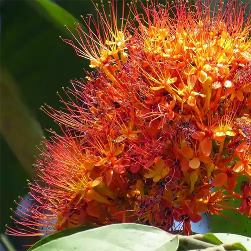 Buy Saraca Asoca - Plant Online at Lalitentrprise