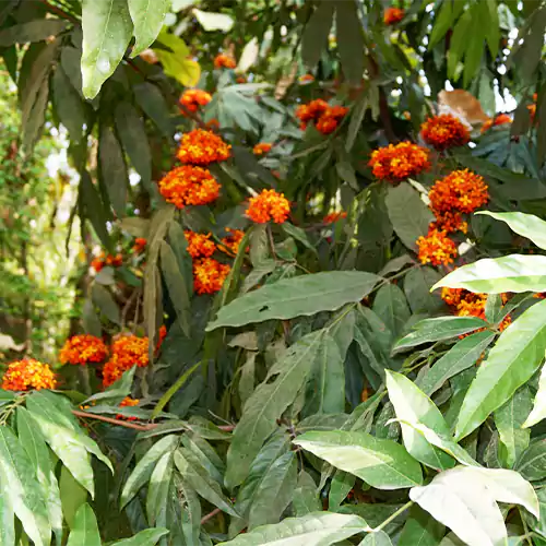 Buy Sita Ashok (Saraca Asoca) - Plant Online at Lalitentrprise