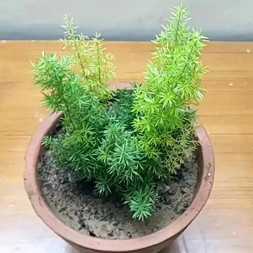Sprenger’s Asparagus