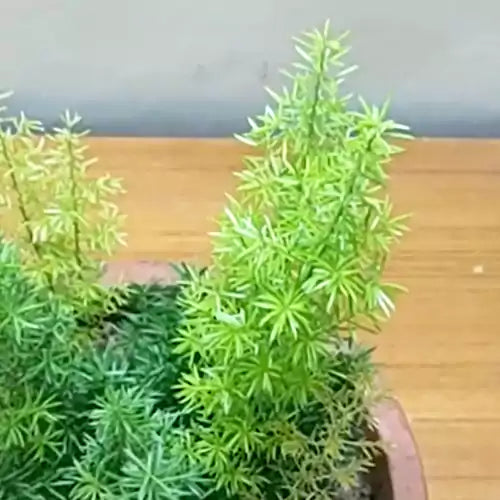 Sprenger’s Asparagus