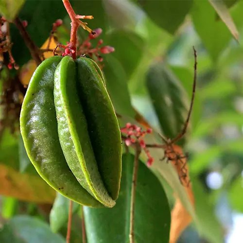 Buy Best Fruiting Plant - Lalit Enterprise