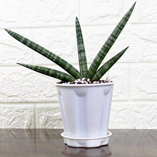 Star Sansevieria Trifasciata Plant - Lalit Enterprise