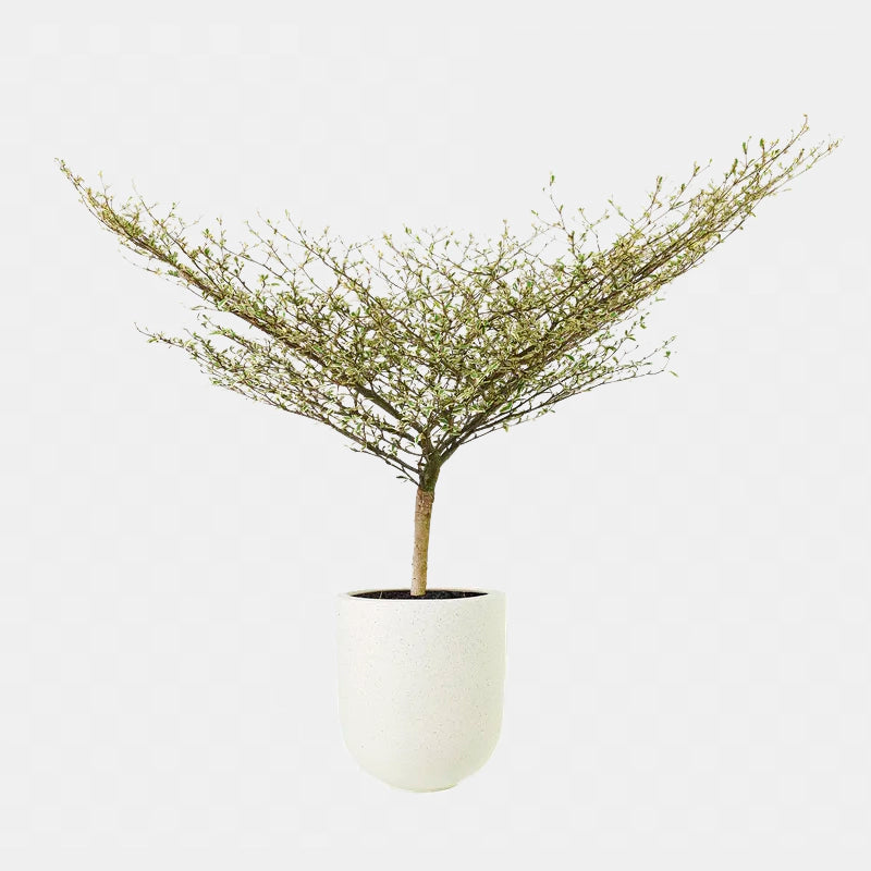 Buy Terminalia Mantaly Variegated - Plant Online at Lalitenterprise
