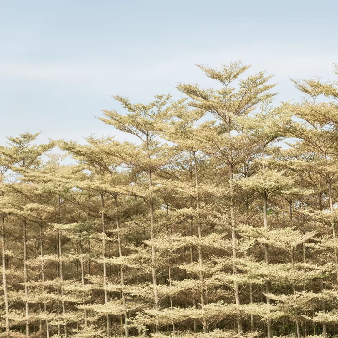 Buy Terminalia Mantaly Variegated Plant Online at Lalitenterprise