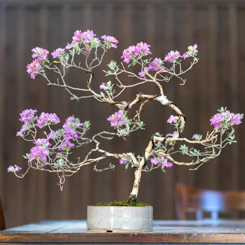 Buy Nikodia Plant - Lalitenterprise