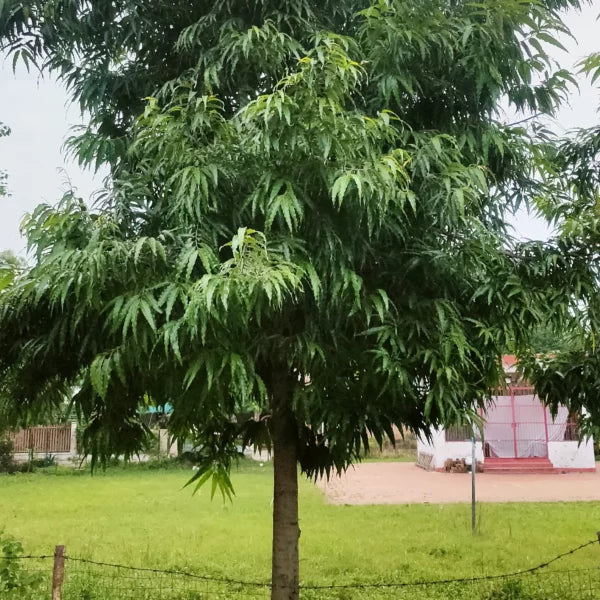 Saraca Asoca Plant - Lalit Enterprise