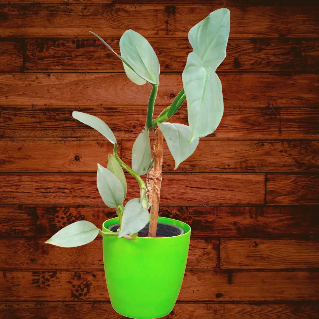 Philondendron Plant - Lalit Enterprise