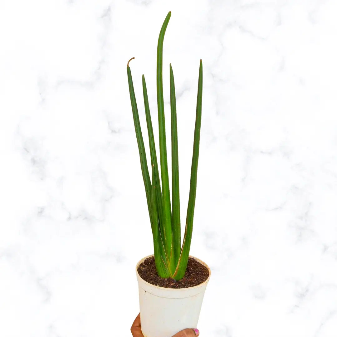 Sansevieria Cylindrica Plant - Lalit Enterprise