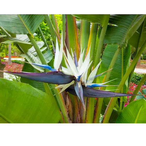 Buy Strelitzia Nicolai Plant - Lalit Enterprise