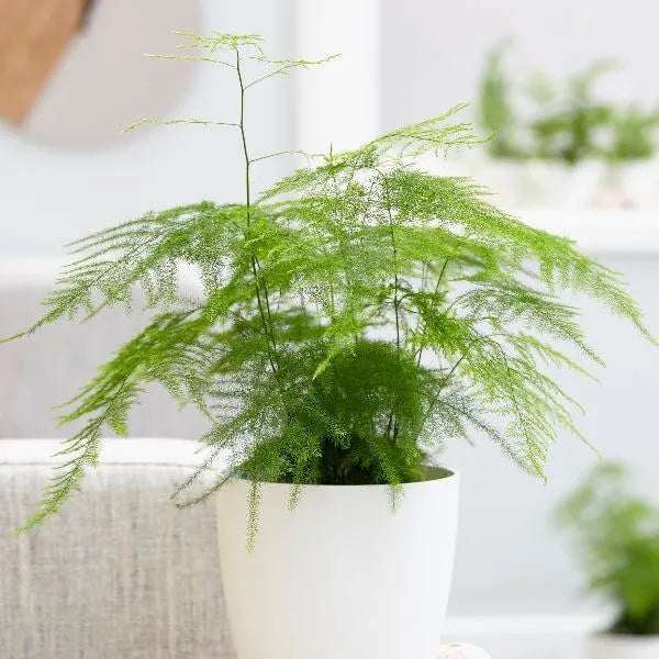 Pack of 4 Best Asparagus Fern Plants