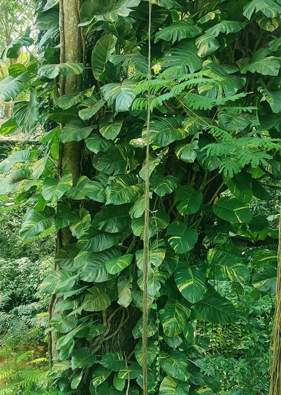 Green Pothos Plant - Lalit Enterprise