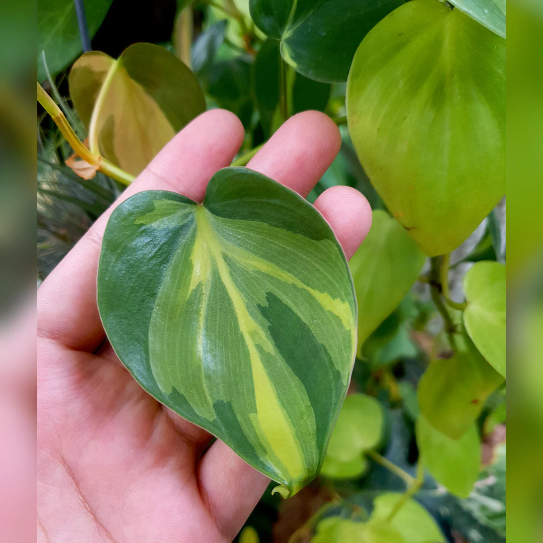 Buy Best Indoor Plants - Lalit Enterprise