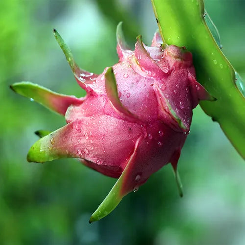 Buy Pitaya Plant - Lalit Enterprise