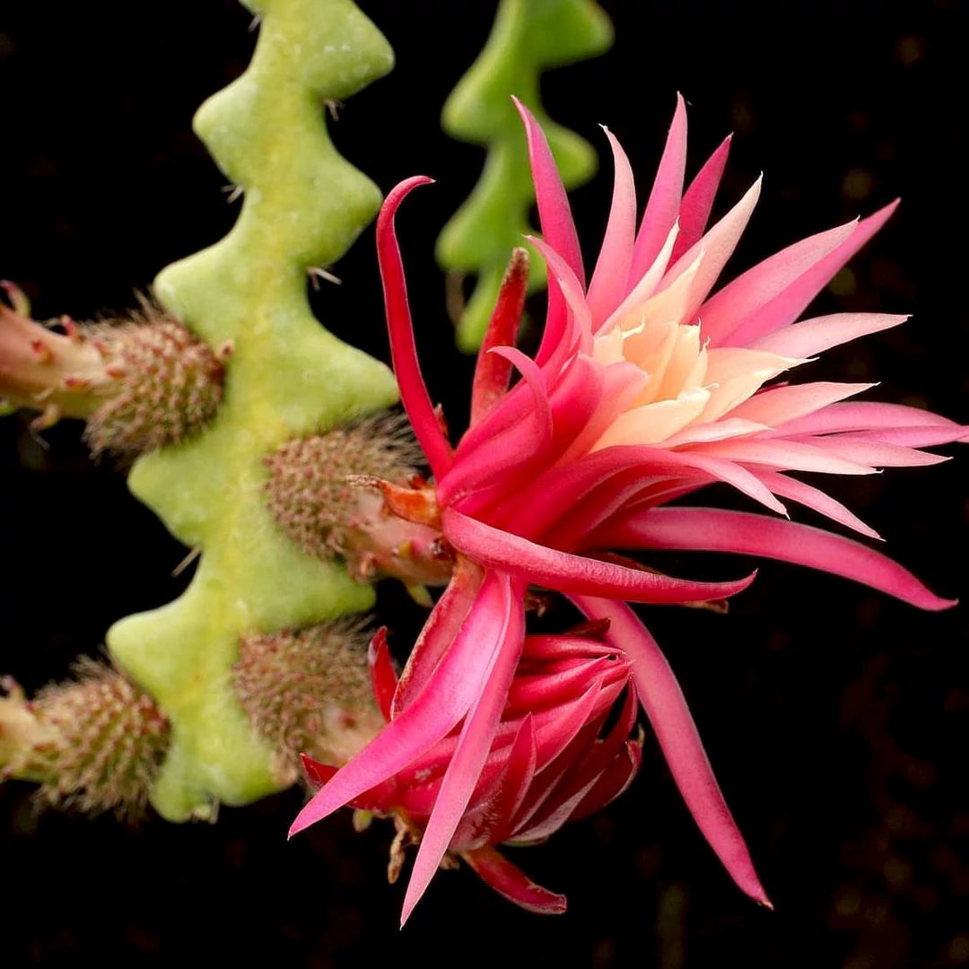 Buy Zig Zag cactus Plant - Lalit Enterprise