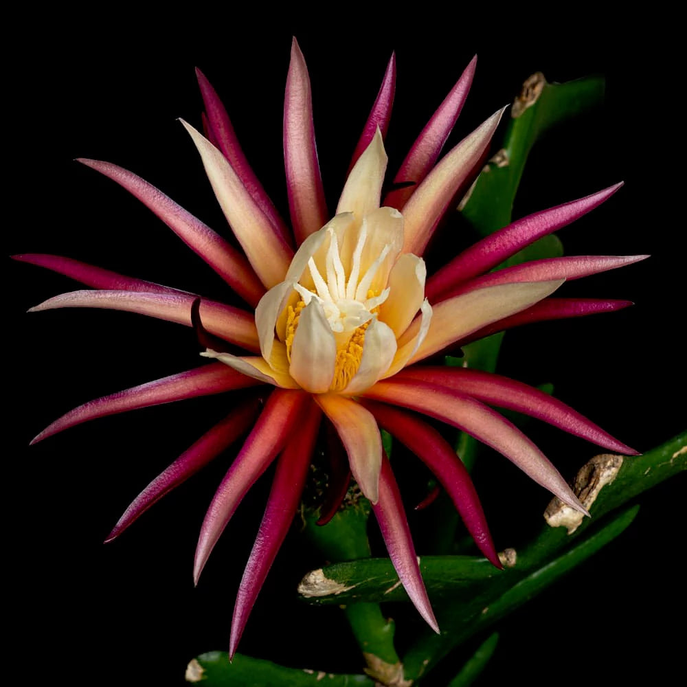 Buy Orchid cactus Plant -Lalit Enterprise