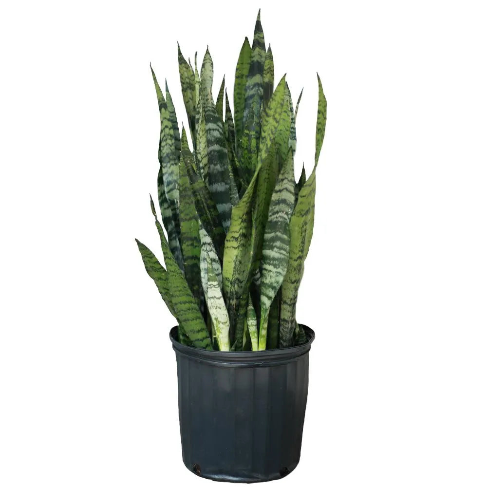 Buy Sansevieria Trifasciata Plant - Lalit Enterprise