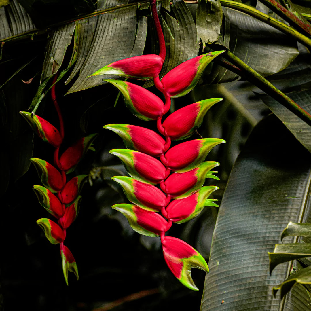 Buy Parrot Plant - Lalit Enterprise