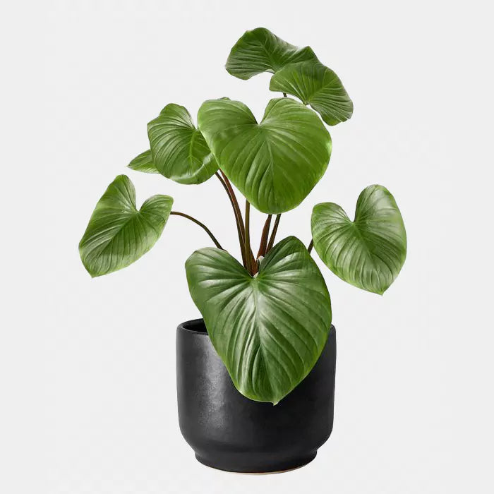 Buy Homalomena Rubescens - Lalit Enterprise