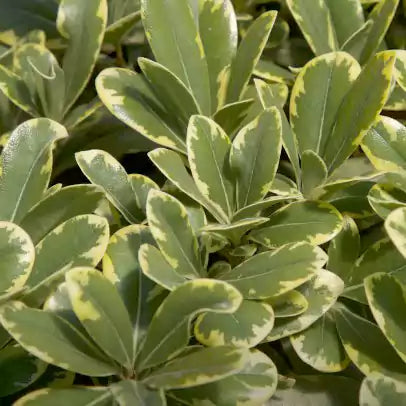Buy Mock Orange Plant - Lalitenterprise