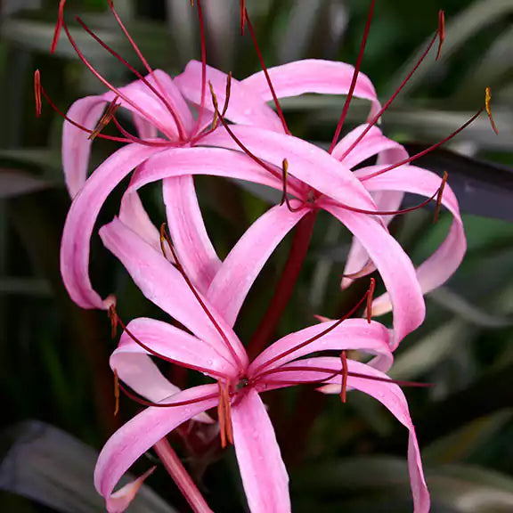 Red Bog Lily Plant - Lalit enterprise