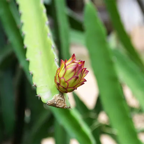 Buy Dragon Fruit Plant - Lalit Enterprise