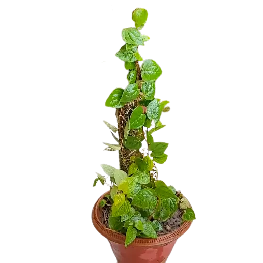 Buy Maghai Paan Plant - Lalit Enterprise