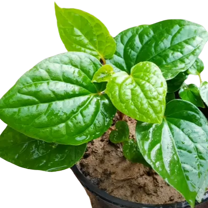 Buy Piper Betel Plant - Lalit Enterprise
