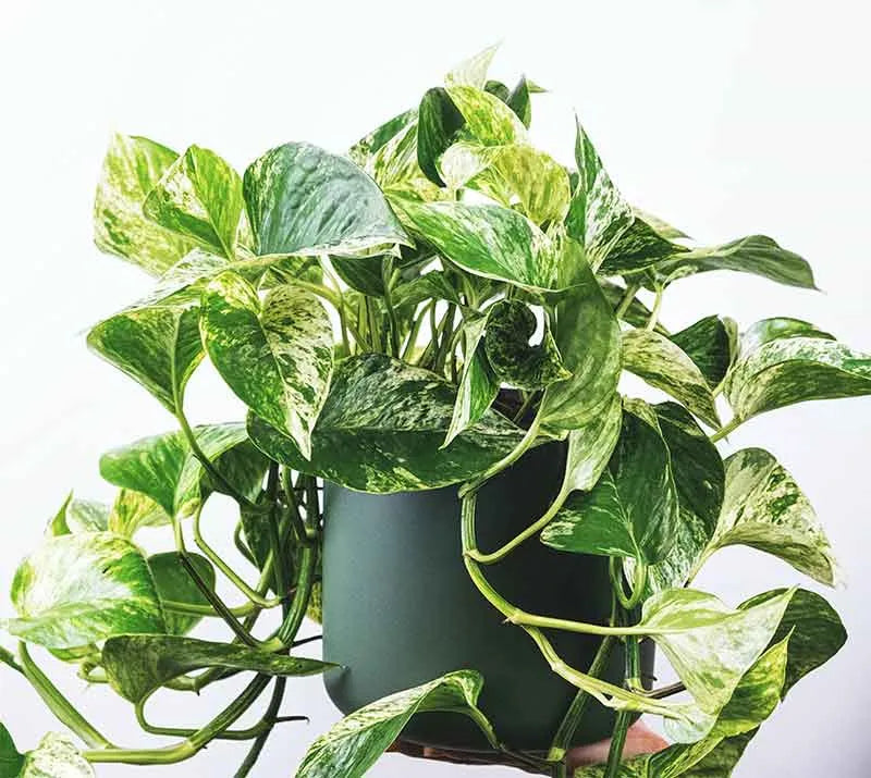 Top 7 Climbers | Creepers Plant Pack - Indoor