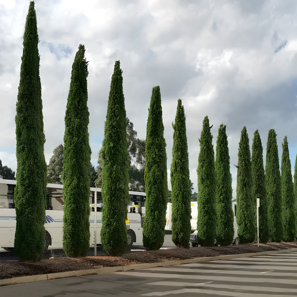 Pencil Pine Plant Italian Cypress Cupressus Sempervirens