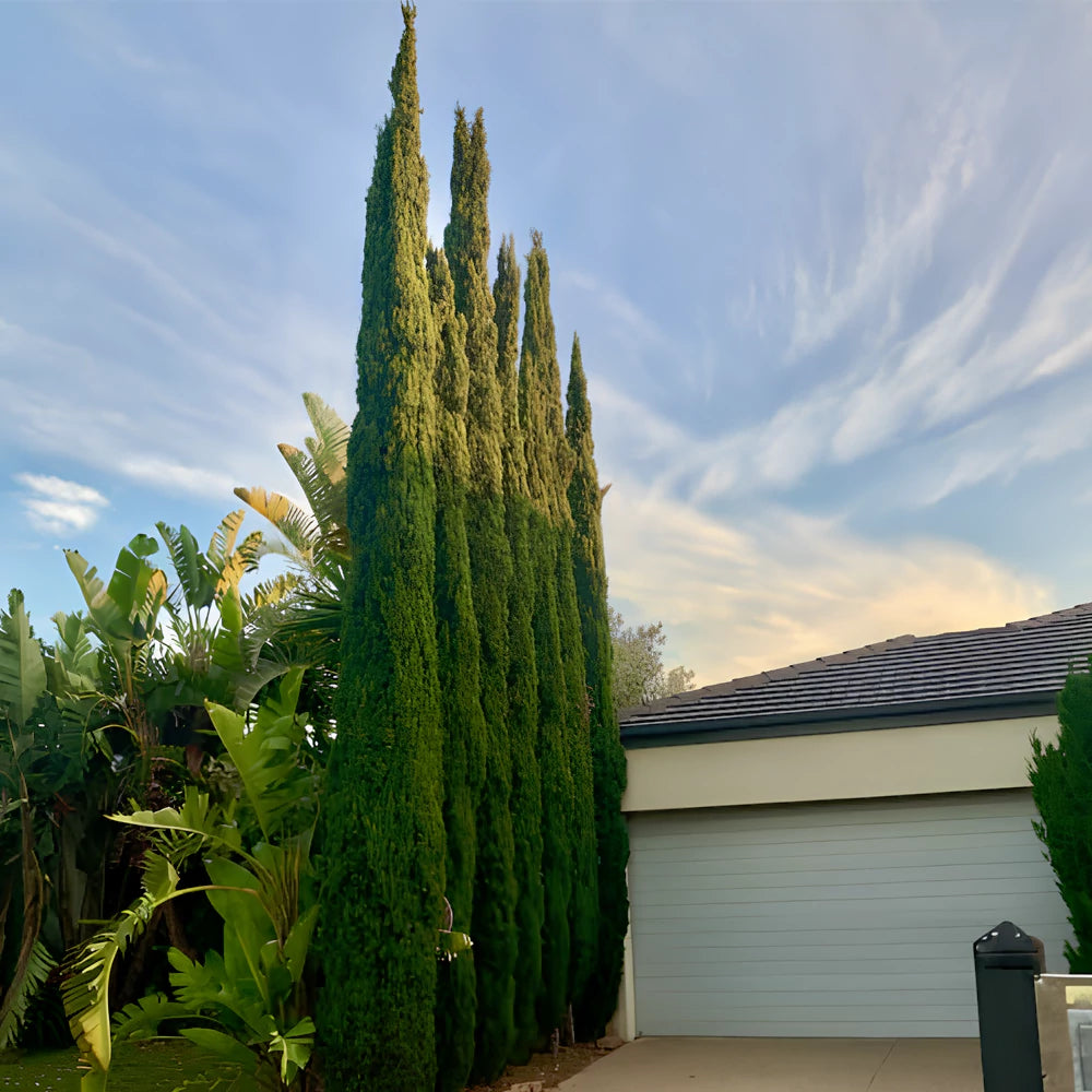 Buy Landscape Pine Tree - Lalitenterprise