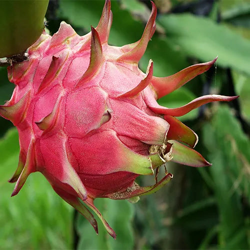 Buy Pitahaya Plant - Lalit Enterperise