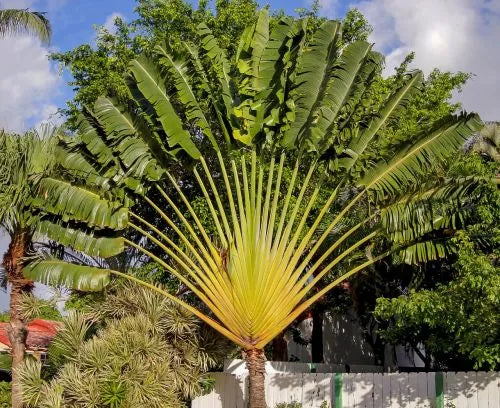 Pack of 7 Landscaping Palm Plant
