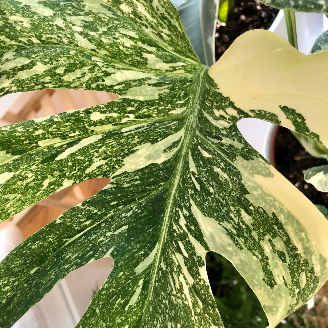 Buy Thai Constellation Monstera Deliciousa (Variegated Monstera) - Plant Online at Lalitenterprise